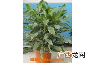 螺纹铁的养殖方法
