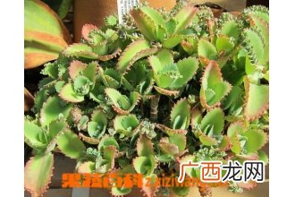 不死鸟的种植要点及栽培技术