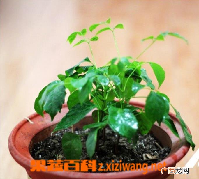 绿宝树的养殖方法和注意事项