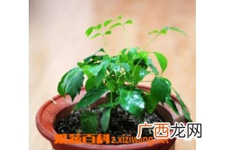 绿宝树的养殖方法和注意事项