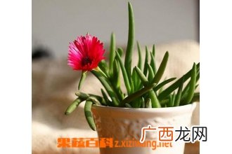 奔龙的养殖方法和注意事项