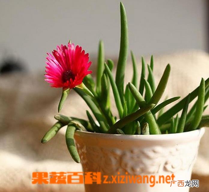 奔龙的养殖方法和注意事项