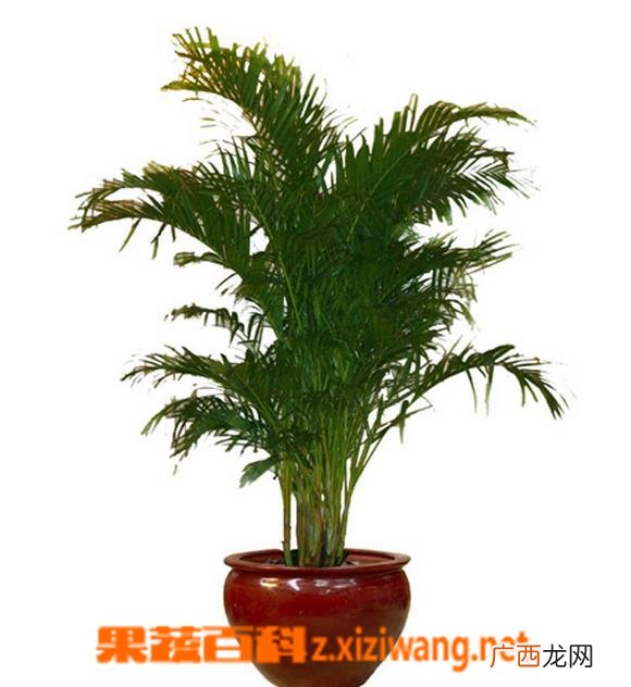 凤尾竹怎么养 叶子发黄怎么办
