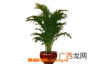 凤尾竹怎么养 叶子发黄怎么办