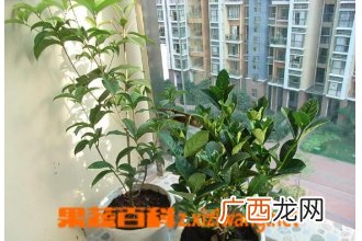 怎样嫁接桂花