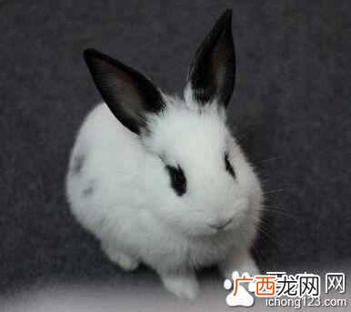 一字熊猫兔特征性格 一字熊猫兔怎么养