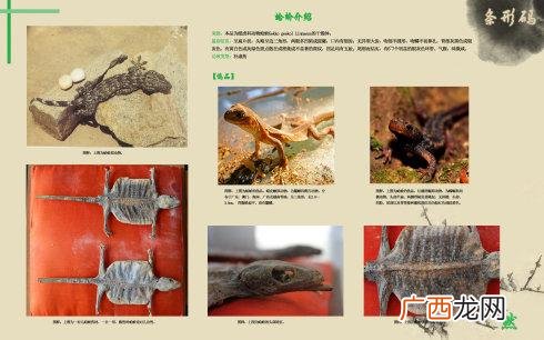 中药材动物有多少种 药材动物养殖