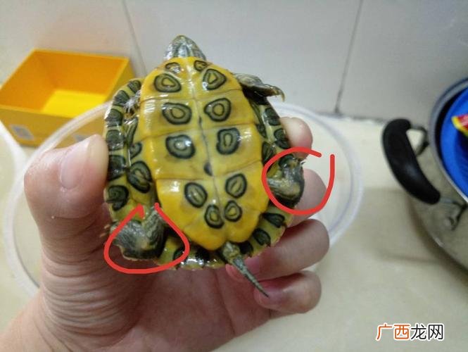金钱龟幼苗怎么养 十钱龟养殖
