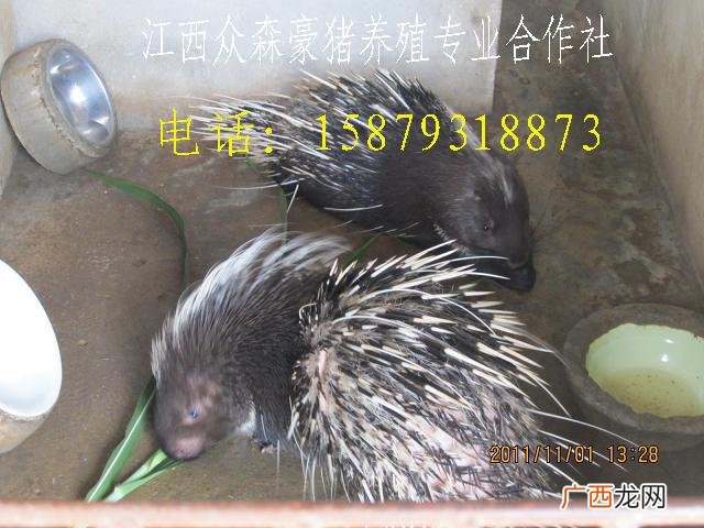 豪猪养殖骗局 豪 猪养殖