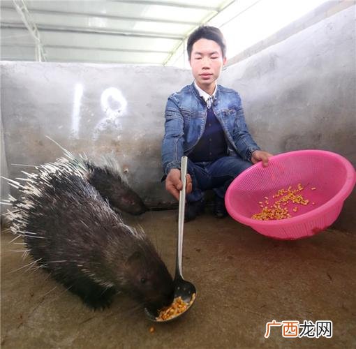 豪猪养殖骗局 豪 猪养殖