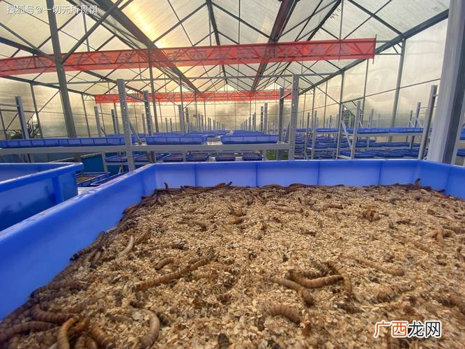 蛋白虫的用途和价格 蛋白虫养殖