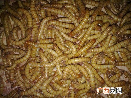 蛋白虫的用途和价格 蛋白虫养殖
