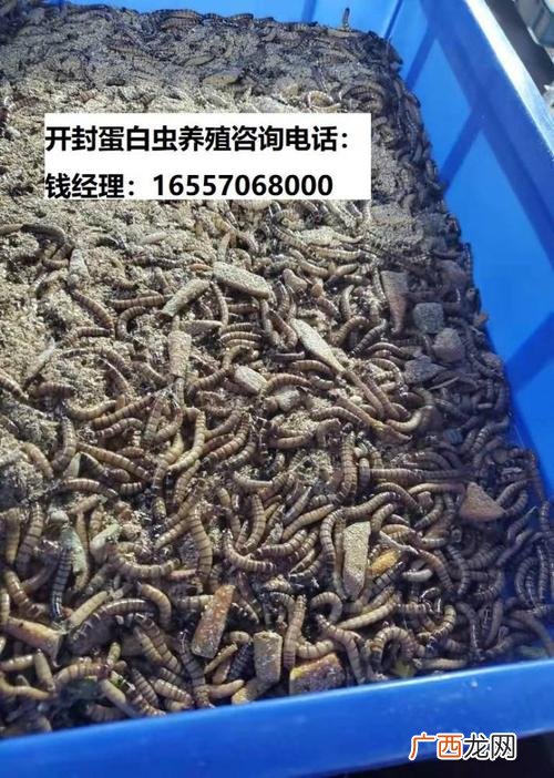 蛋白虫的用途和价格 蛋白虫养殖