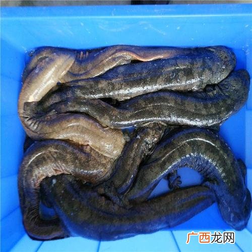 人工养娃娃鱼犯法吗 运输人工养殖的娃娃鱼违法吗