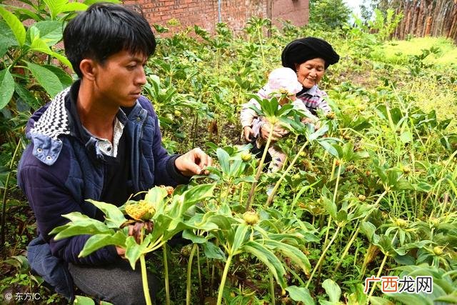 开个不愁销路的小厂 办一个小型中药加工厂