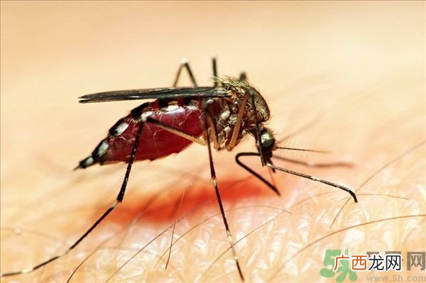 寨卡病毒的危害有哪些寨卡病毒对孕妇有影响吗