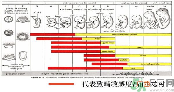 寨卡病毒是不是与基因突变有关系?