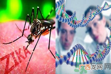 寨卡病毒是不是与基因突变有关系?