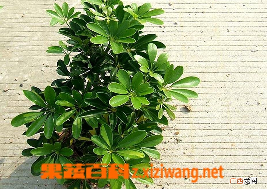 鸭脚木养殖方法及注意事项