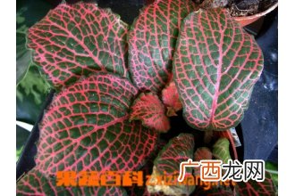 网纹草叶子蔫了怎么办