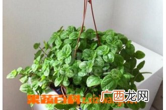 吸毒草叶子发黑怎么办