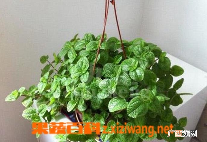 吸毒草叶子发黑怎么办