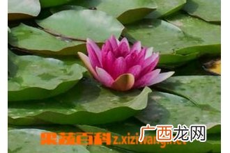水芙蓉种植方法步骤