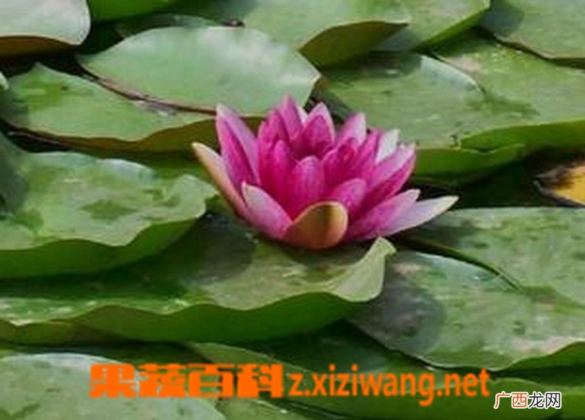 水芙蓉种植方法步骤
