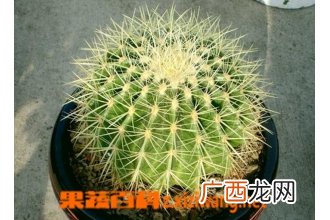 多肉金琥繁殖方法及注意事项