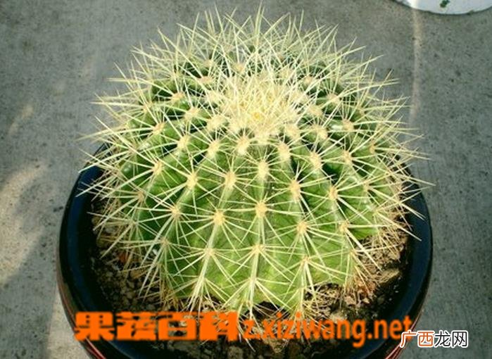 多肉金琥繁殖方法及注意事项