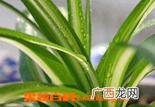 金心吊兰养殖方法及注意事项
