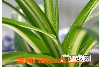 金心吊兰养殖方法及注意事项