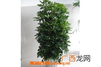 鹅掌柴的种植方法