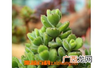 熊童子掉叶子怎么办