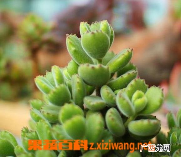 熊童子掉叶子怎么办