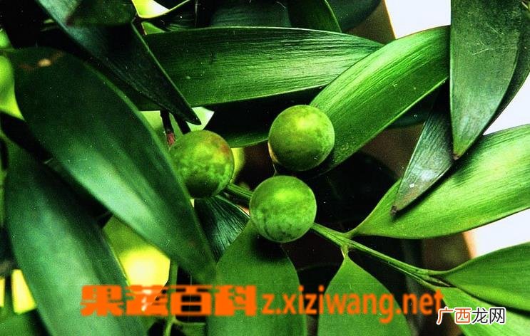 竹柏叶子发黑怎么办