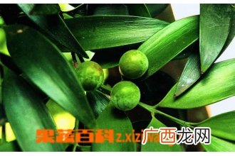 竹柏叶子发黑怎么办