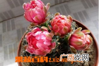 多肉绯花玉繁殖方法及注意事项
