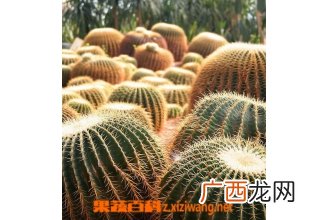 象牙球盆栽养殖方法及注意事项