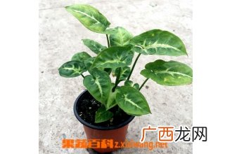 绿精灵的种植方法