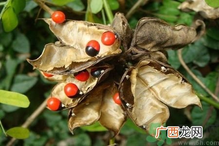 什么是鸡母珠?世界毒性最强的植物1颗可致命