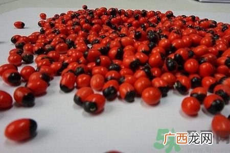 什么是鸡母珠?世界毒性最强的植物1颗可致命