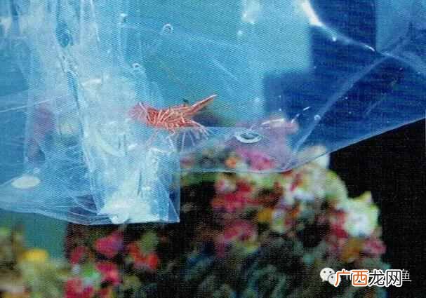 养小丑鱼最好养几只 海水小丑鱼怎么养