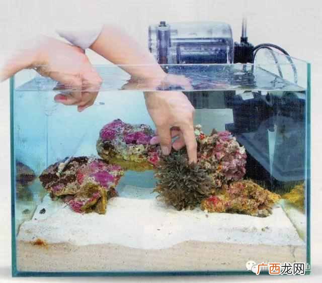 养小丑鱼最好养几只 海水小丑鱼怎么养