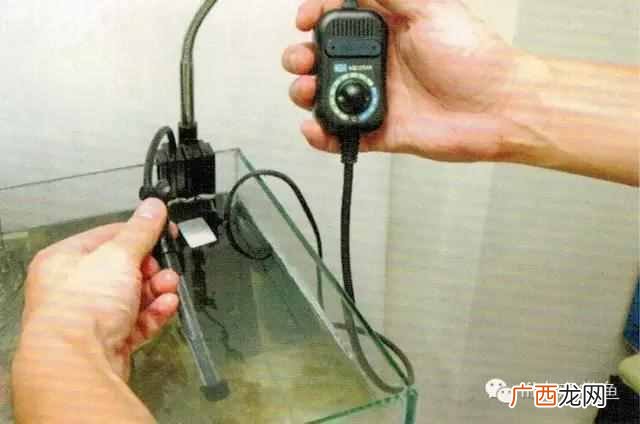 养小丑鱼最好养几只 海水小丑鱼怎么养
