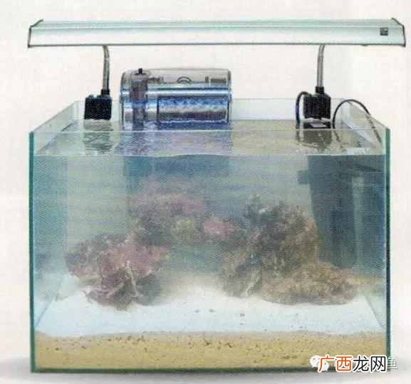 养小丑鱼最好养几只 海水小丑鱼怎么养