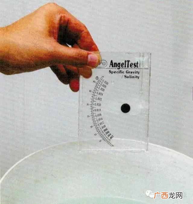 养小丑鱼最好养几只 海水小丑鱼怎么养