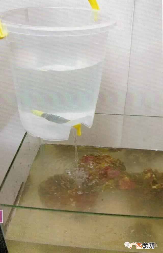 养小丑鱼最好养几只 海水小丑鱼怎么养