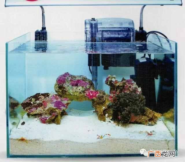养小丑鱼最好养几只 海水小丑鱼怎么养