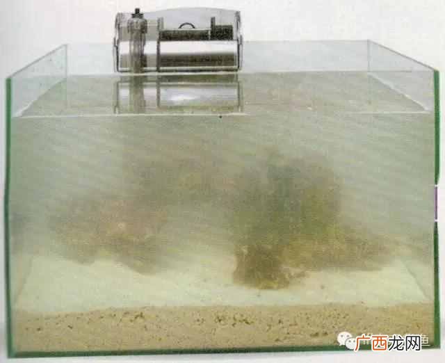 养小丑鱼最好养几只 海水小丑鱼怎么养